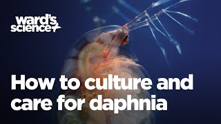 Caring and Culturing for Daphnia [upl. by Domenico]