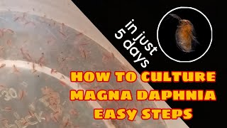 How to Culture Magna Daphnia Easily [upl. by Jo Ann]