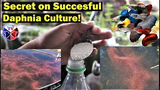 How to Culture Daphnia Successfully [upl. by Aver]