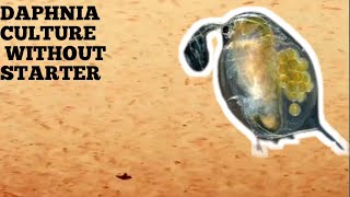 HOW TO CULTURE DAPHNIA NATURALLY WITHOUT A STARTER [upl. by Lanza]