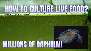 How to Culture Daphnia Secret Method to Breed MILLIONS  Simply Aquatic [upl. by Tteirrah]