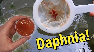 How I Culture Daphnia In Outdoor Tubs [upl. by Neret]