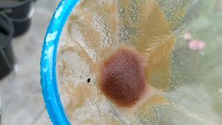 How to culture daphnia moina in a small container Part 1 English Subtitle [upl. by Forrer]