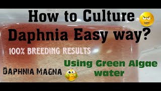 Daphnia MagnaHow to Culture Daphnia Easy wayCulturing Daphnia using Green water Daphnia [upl. by Allisirp]