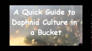 How to culture daphnia outside [upl. by Eltrym]