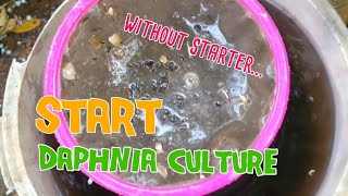 How to culture daphnia moina the easy way 1  Starting the Daphnia culture [upl. by Elleiad]