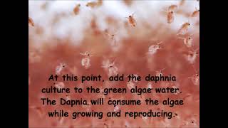 Daphnia  How to grow daphnia in your home [upl. by Cohbert]