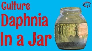 How to Culture Daphnia in a Jar [upl. by Adnauqahs]