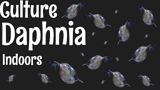 How to Culture Daphnia [upl. by Miza578]