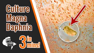 How to culture DAPHNIA MAGNA  The easy way [upl. by Hu]