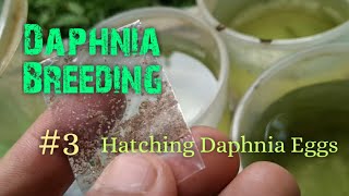 Daphnia Culture made simple and easy 3  Hatching Daphnia eggs [upl. by Emmons]