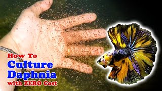 How to Culture Daphnia with ZERO Cost  Unlimited Live Food For Our Fish [upl. by Ube]