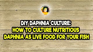 DIY Daphnia Culture How to Culture Nutritious Daphnia as Live Food for Your Fish [upl. by Riccio552]