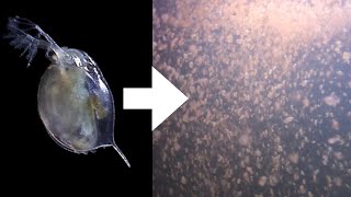 How I Culture Daphnia [upl. by Asial]