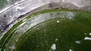 DAPHNIA MOINA CULTURE IN A SMALL BUCKET [upl. by Klenk]