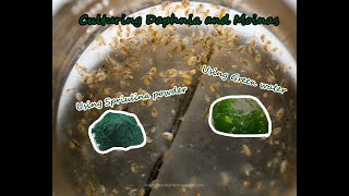 How To Culture Daphnia and Moinas using Green Water Spirulina powder [upl. by Ahseekat]