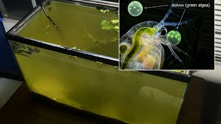 Raising Daphnia for the Freshwater Aquarium [upl. by Standford8]