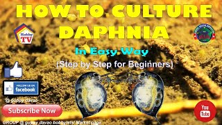 HOW TO CULTURE DAPHNIA In Easy Way [upl. by Baiss233]